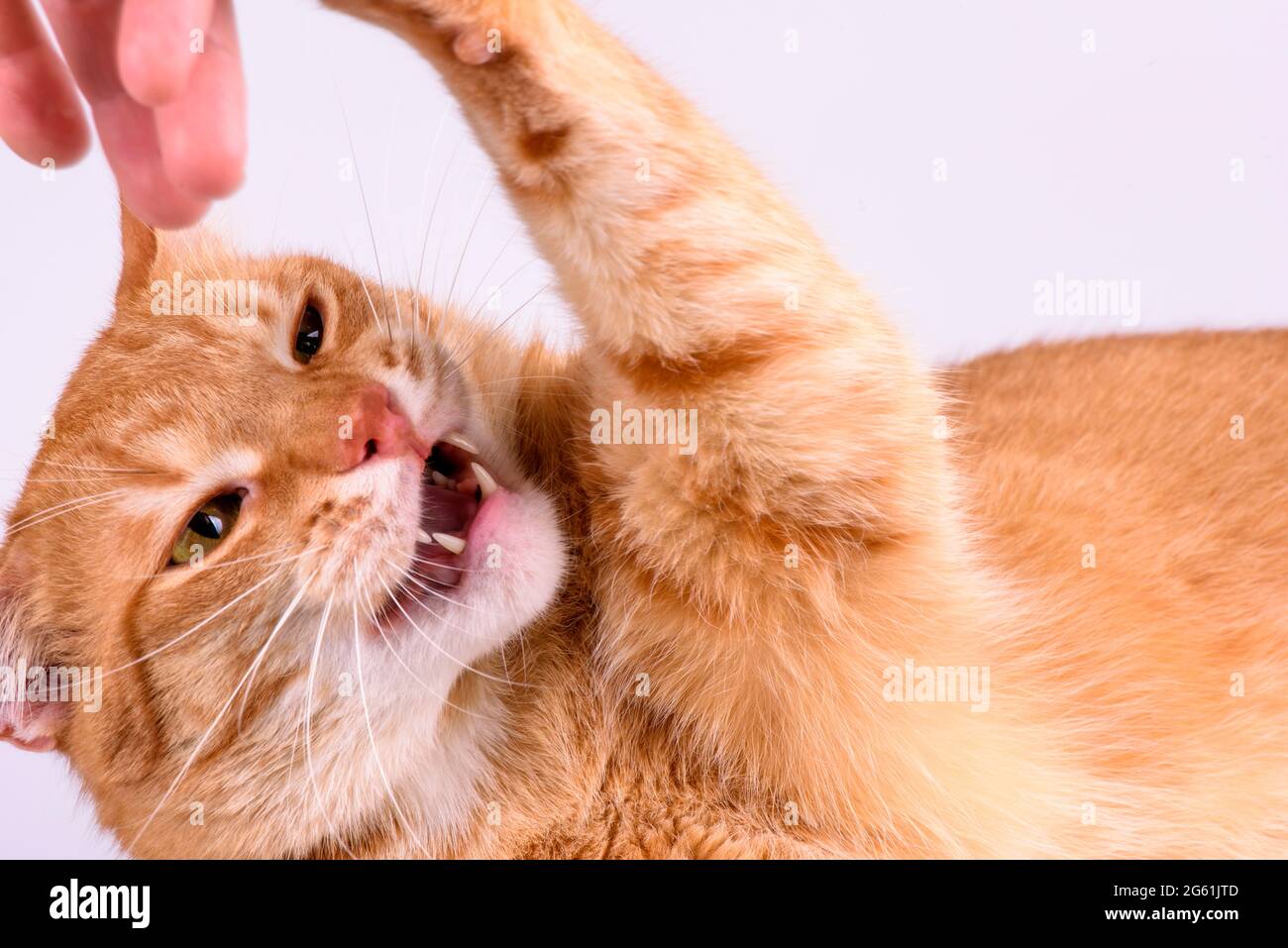 ginger cat gnaws hand close-up Stock Photo