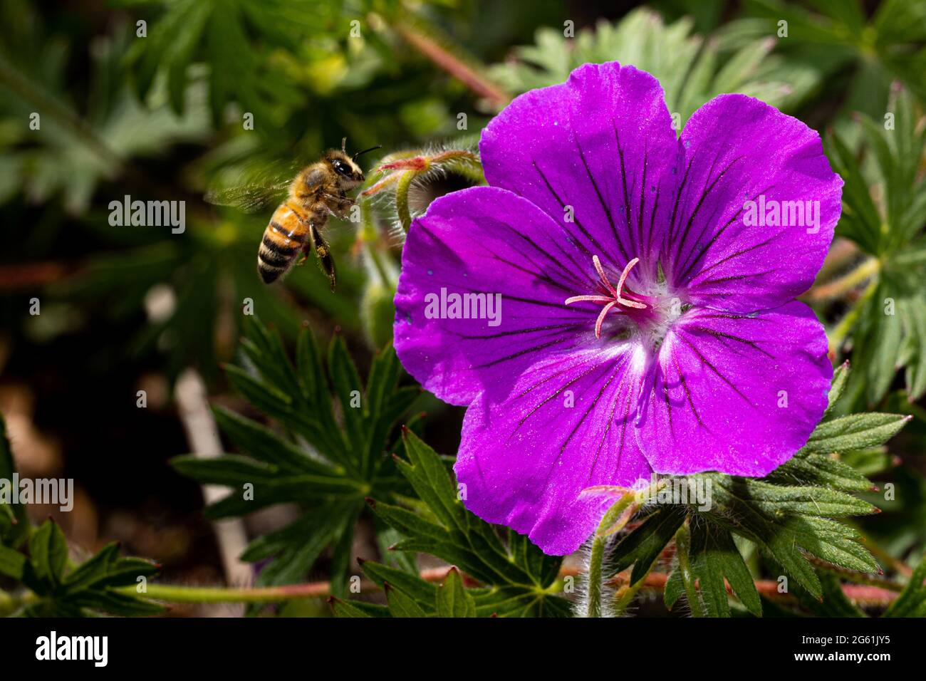 a bee flying towards a purple geranium flower the blossom wide open
