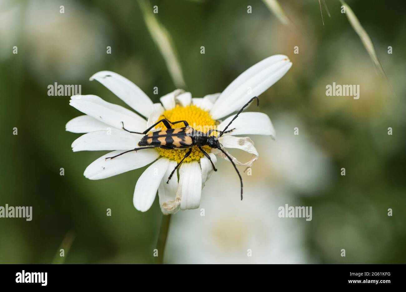 Four-banded Longhorn Beetle (Leptura quadrifasciata,Leptura quadrifasciata) feeding on an Ox-eyed Daisy Stock Photo
