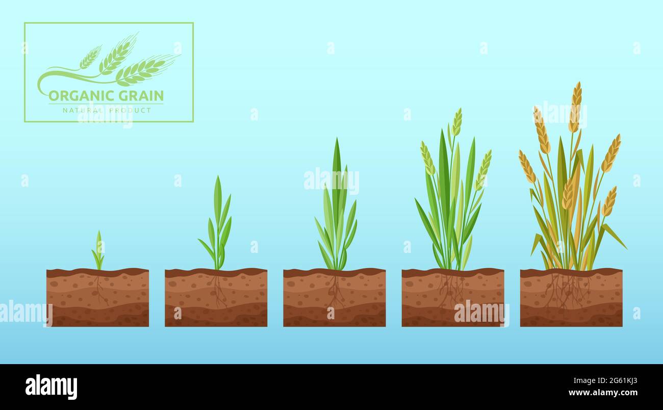 Wheat growth cartoon flat vector illustration concept. Ecological bioproducts and technologies Stock Vector