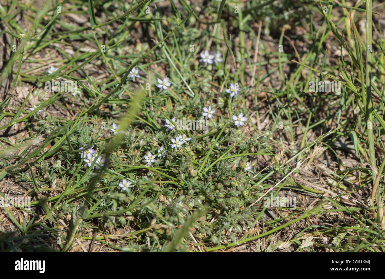 The small flowers of Sand-Spurrey (Spergula rubra) Stock Photo