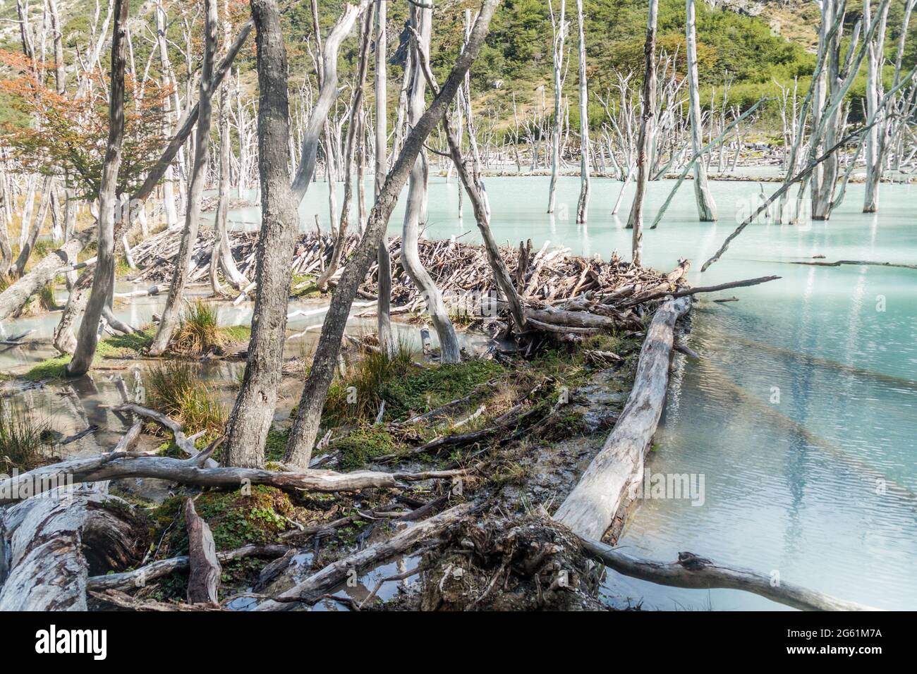 Beaver dam and lakes in Tierra del Fuego, Argentina Stock Photo