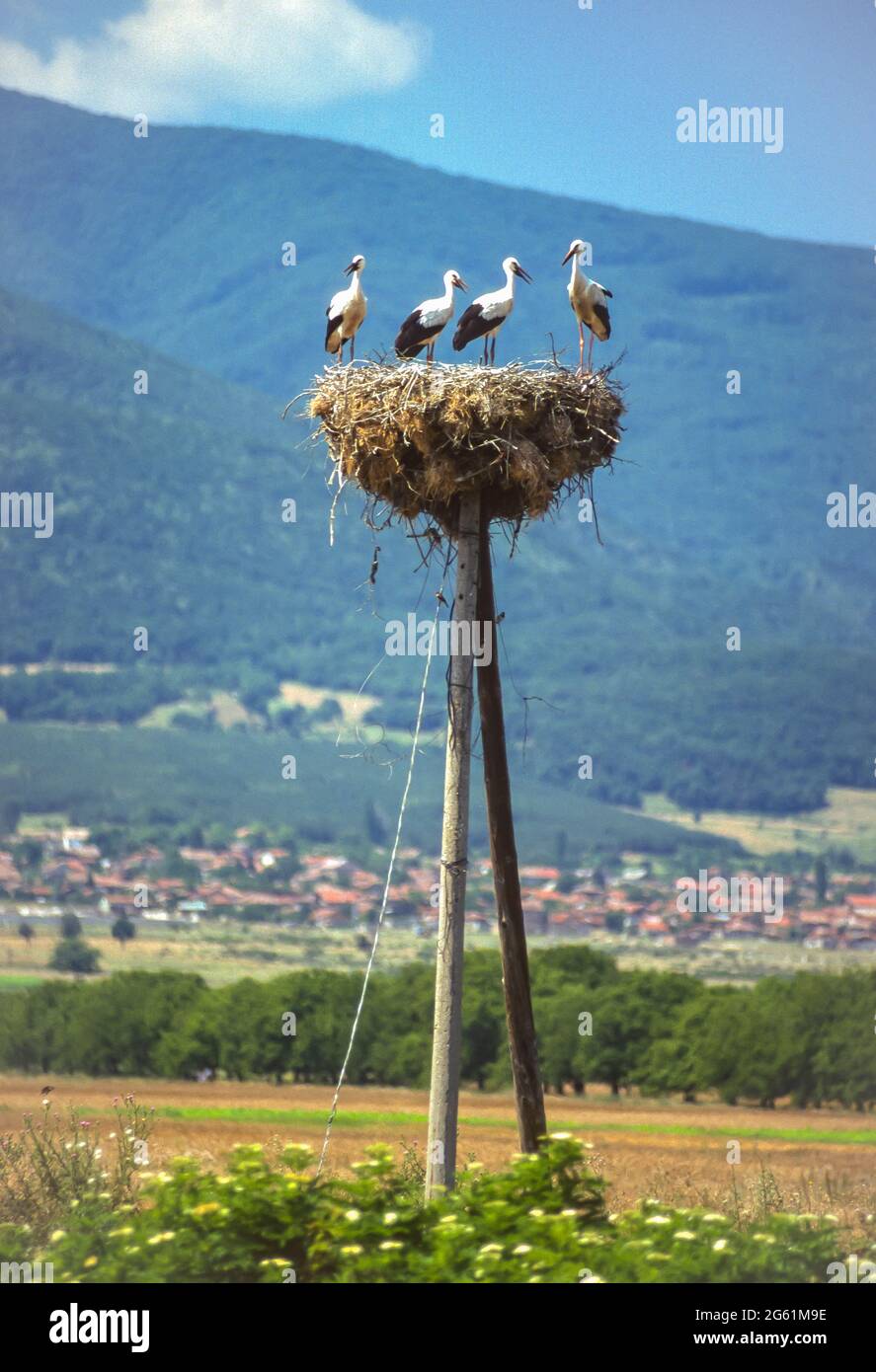 White stork in bulgaria hi-res stock photography and images - Alamy