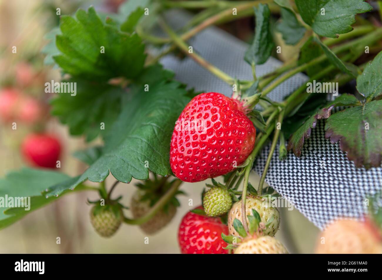 Strawberry picking in the farm Stock Photo - Alamy