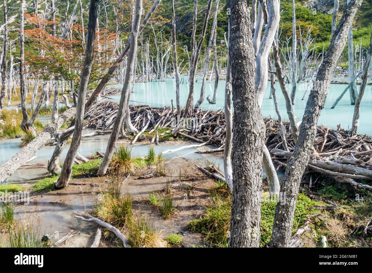 Beaver dam and lake in Tierra del Fuego, Argentina Stock Photo