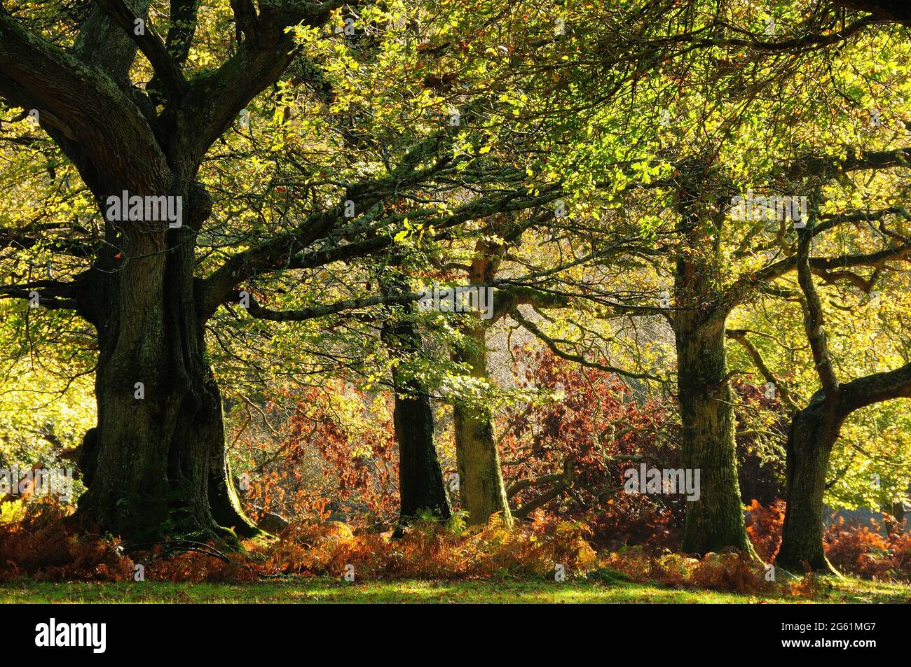 Oakley hampshire hires stock photography and images Alamy