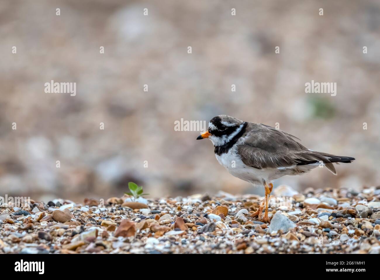 Ringed plover, Charadrius hiaticula, standing on shingle ridge on Snettisham beach, Norfolk. Stock Photo
