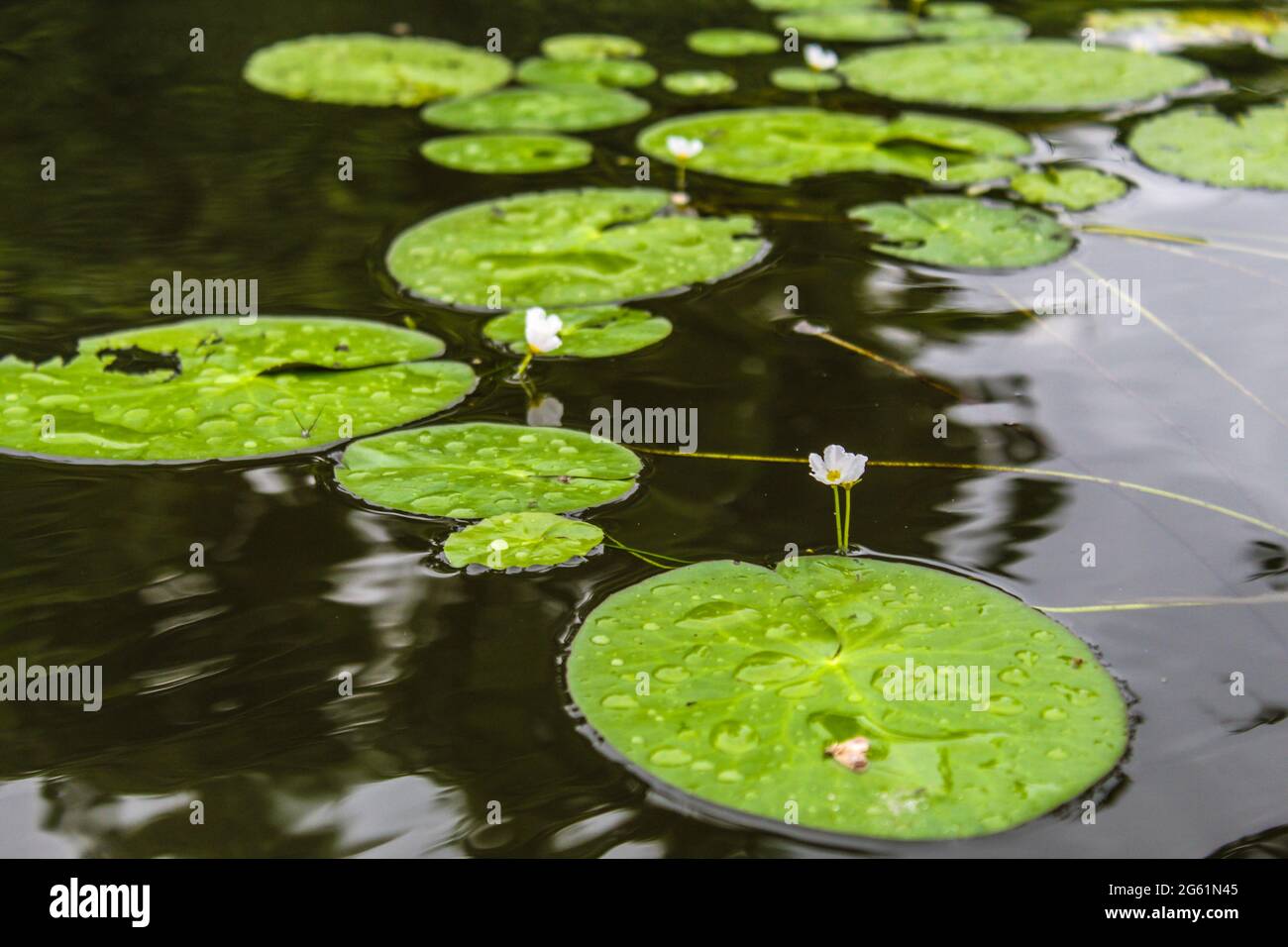 Most Beautiful aquatic Flower in mohamaya lake Stock Photo