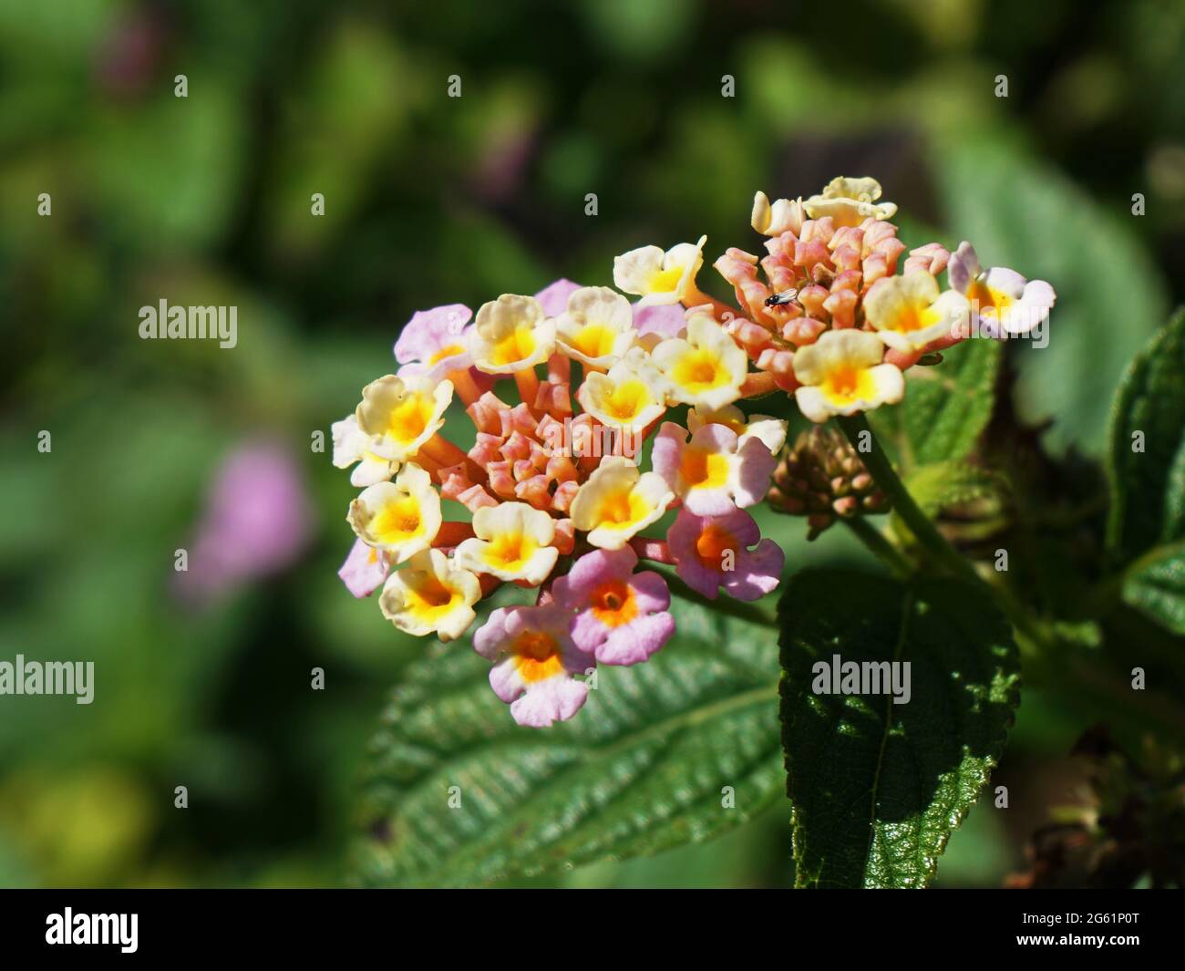 A fly alighting on beautiful lantana flowers. Stock Photo