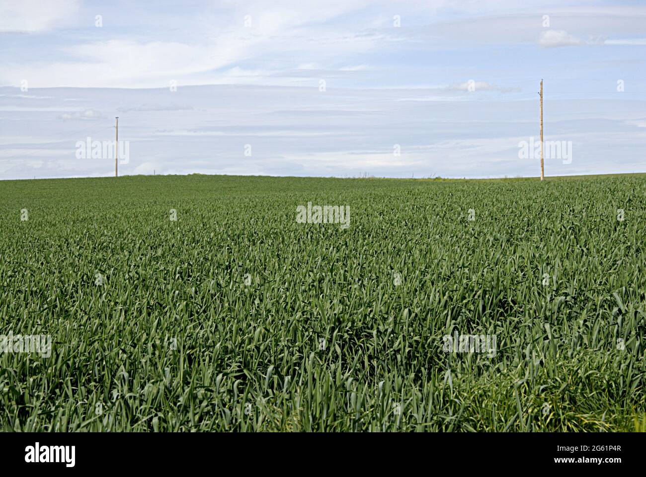 Potlatch food hires stock photography and images Alamy