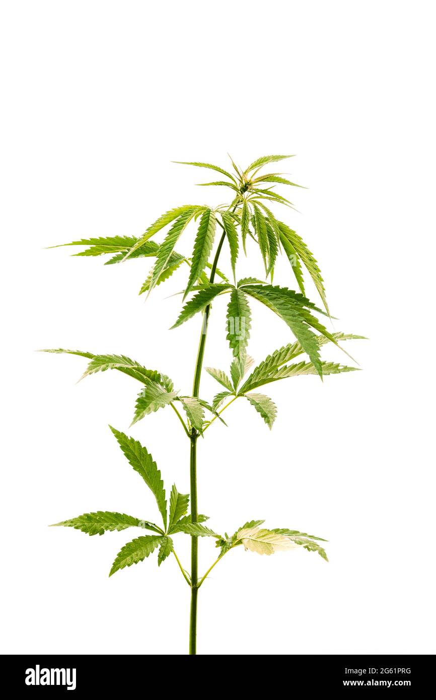 Legal Green Marijuana Cannabis Sprout At White Background. Isolate