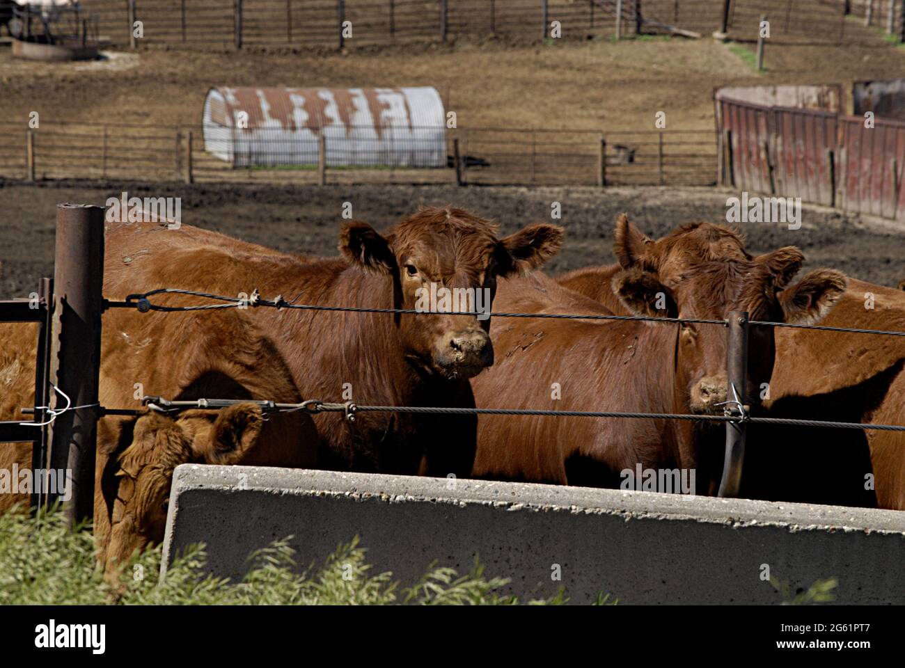 MERRILL/PLYMOUTH COUNTY/IOWA /USA Life in and surroundidng Merril USA ruler town in Plymouth