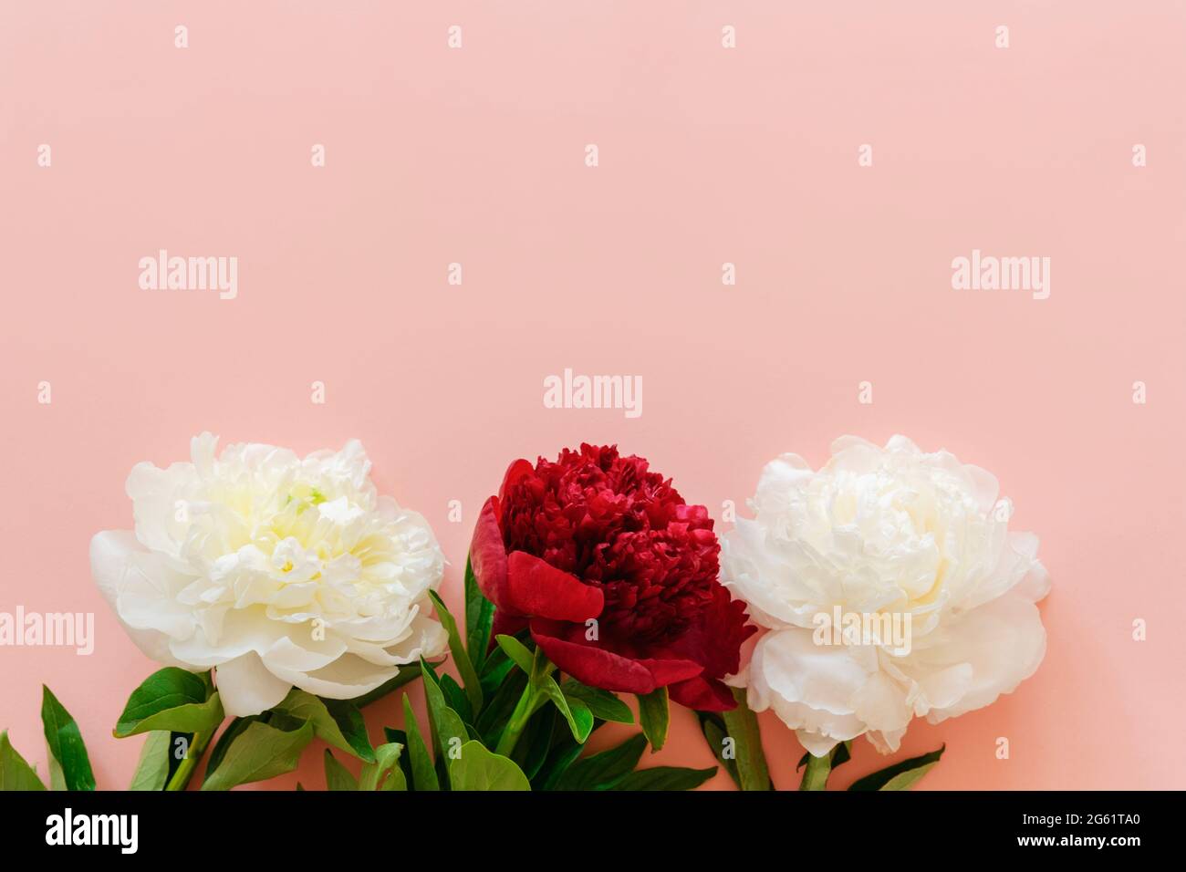 Three white and red peony flowers on pink background, top view, flat lay, copy space. Stock Photo