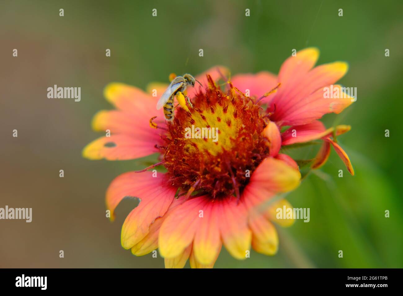 Fire Wheel, Indian Blanket, Sundance, Blanket Flower, Gaillardia pulchella Foug. bee pollination Stock Photo