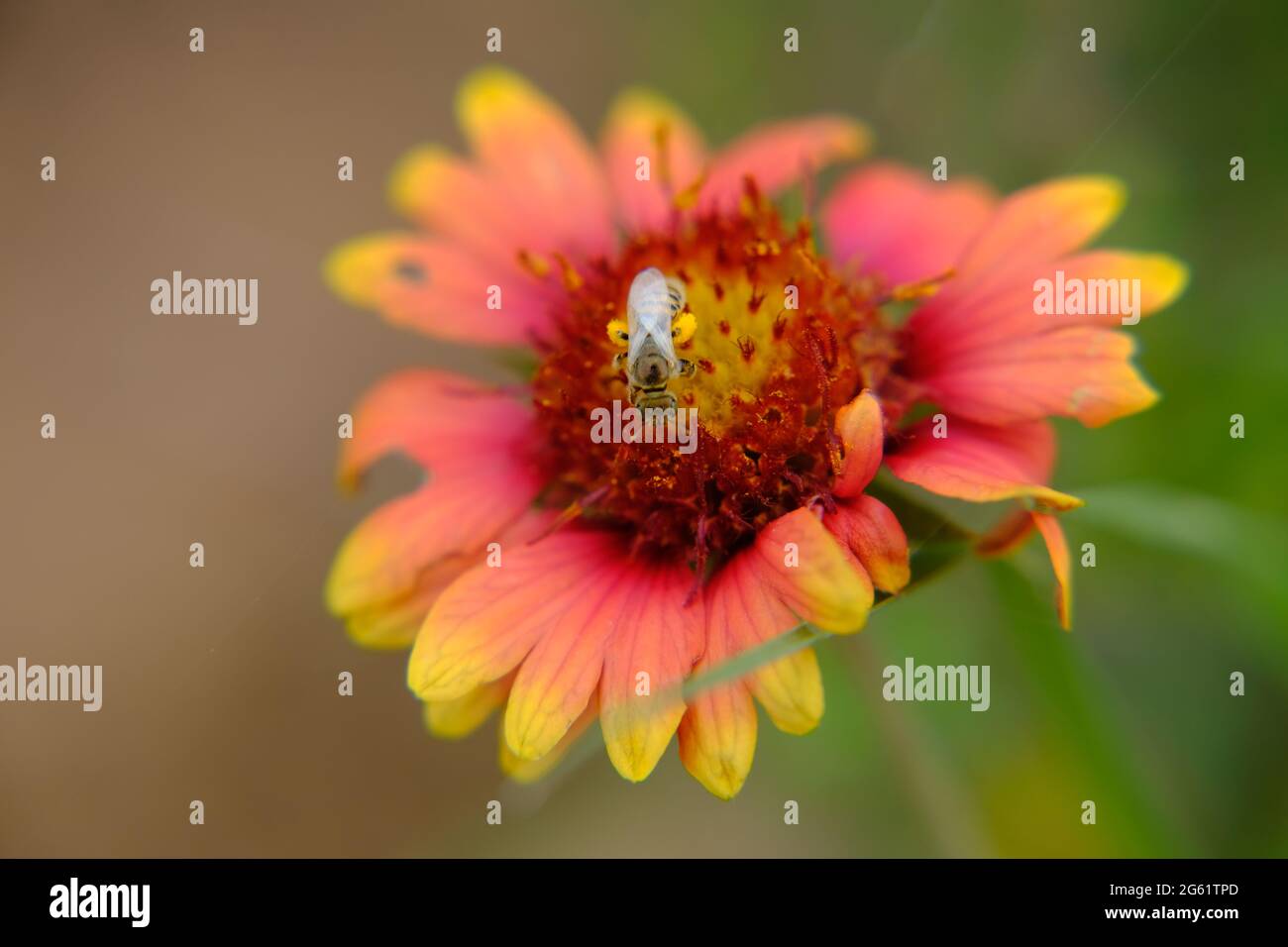 Fire Wheel, Indian Blanket, Sundance, Blanket Flower, Gaillardia pulchella Foug. bee pollination 2 Stock Photo