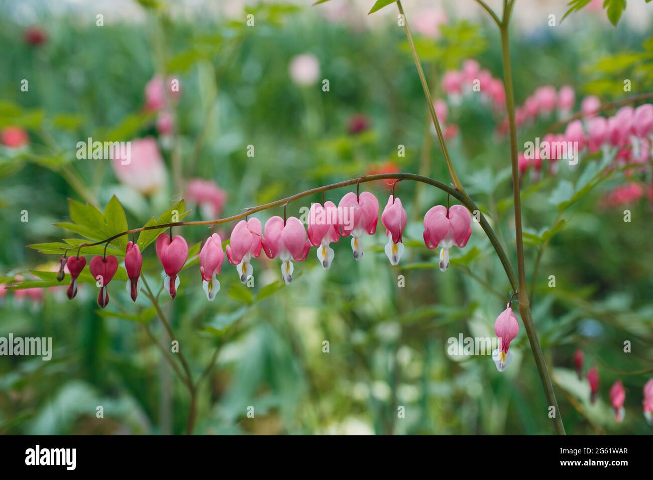 Alpine plant, King Candy Hearts Dicentra peregrina Fumariaceae Papaveraceae Ranunculales flower. Stock Photo