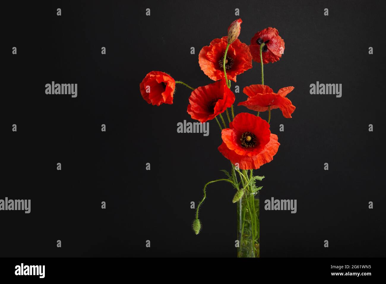 Red poppies black field hi-res stock photography and images - Alamy