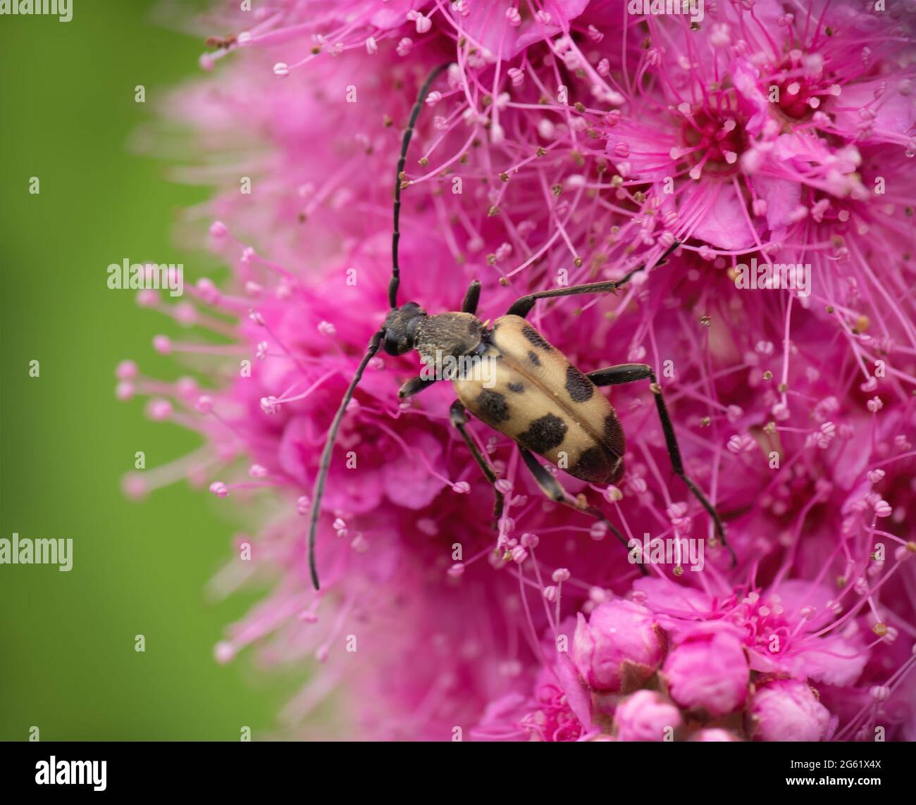 Speckled Longhorn Beetle on pink flower, UK. Pachytodes cerambyciformis. Stock Photo