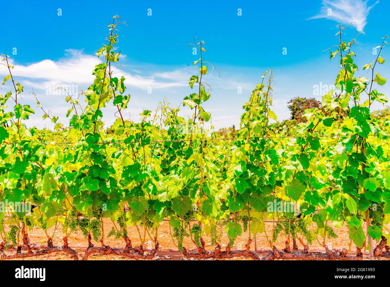 Spring vines shoot up from the branches and are filled with young grapes hanging below in San Diego County in Southern California. Stock Photo
