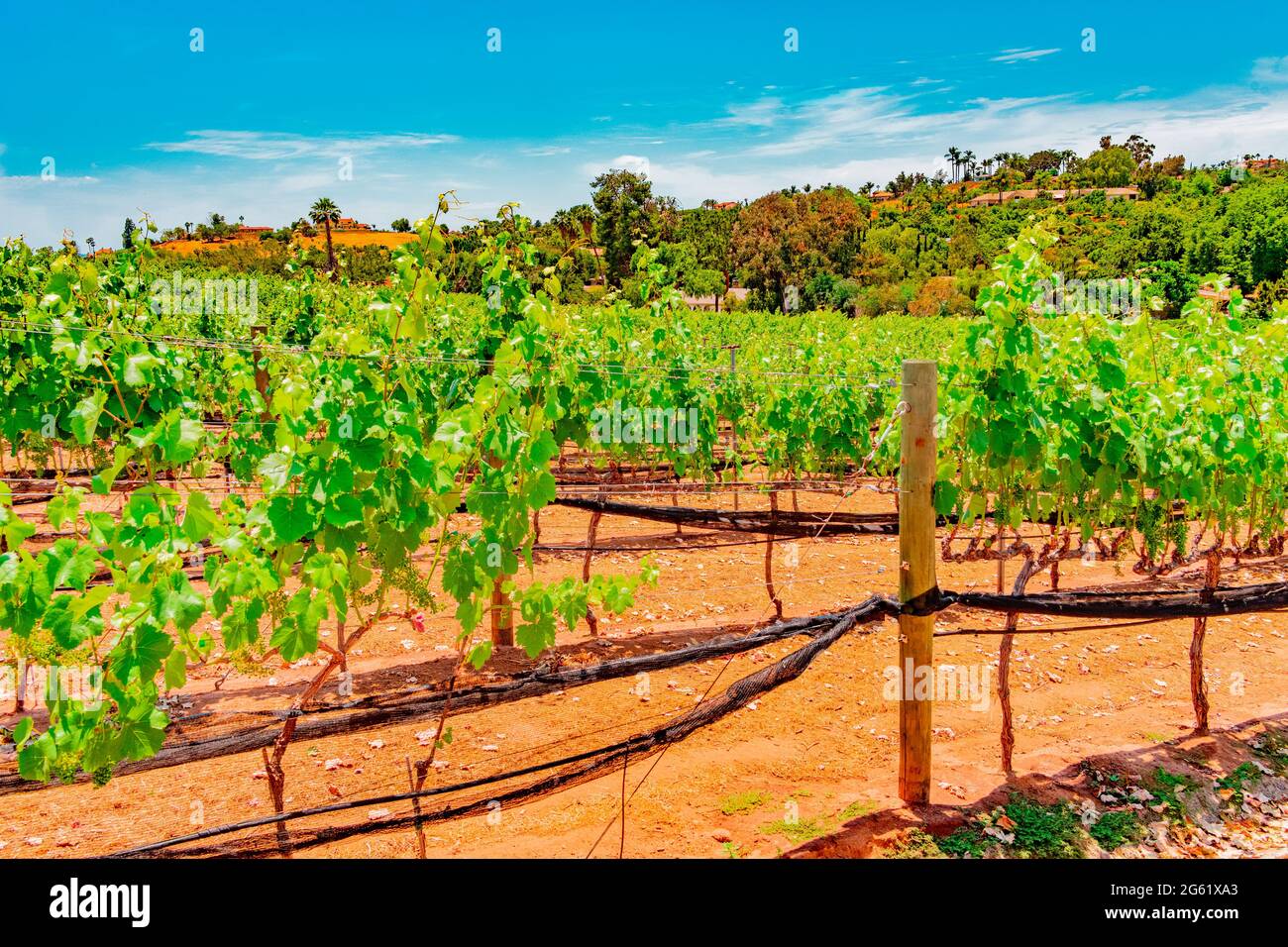 A vineyard stands in front of lush hillsides filled with homes and trees in San Diego County in Southern California. Young grapes are growing on the v Stock Photo