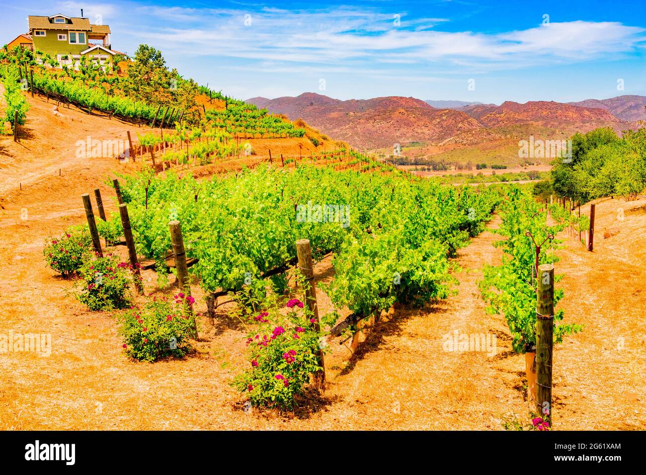 A vineyard is lined with blooming roses in the springtime and the vines lead to the San Pasqual valley below in San Diego County in Southern Californi Stock Photo