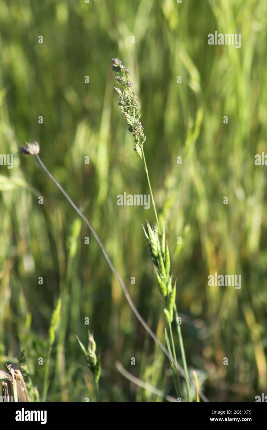 common velvet grass seeds with green background Stock Photo Alamy