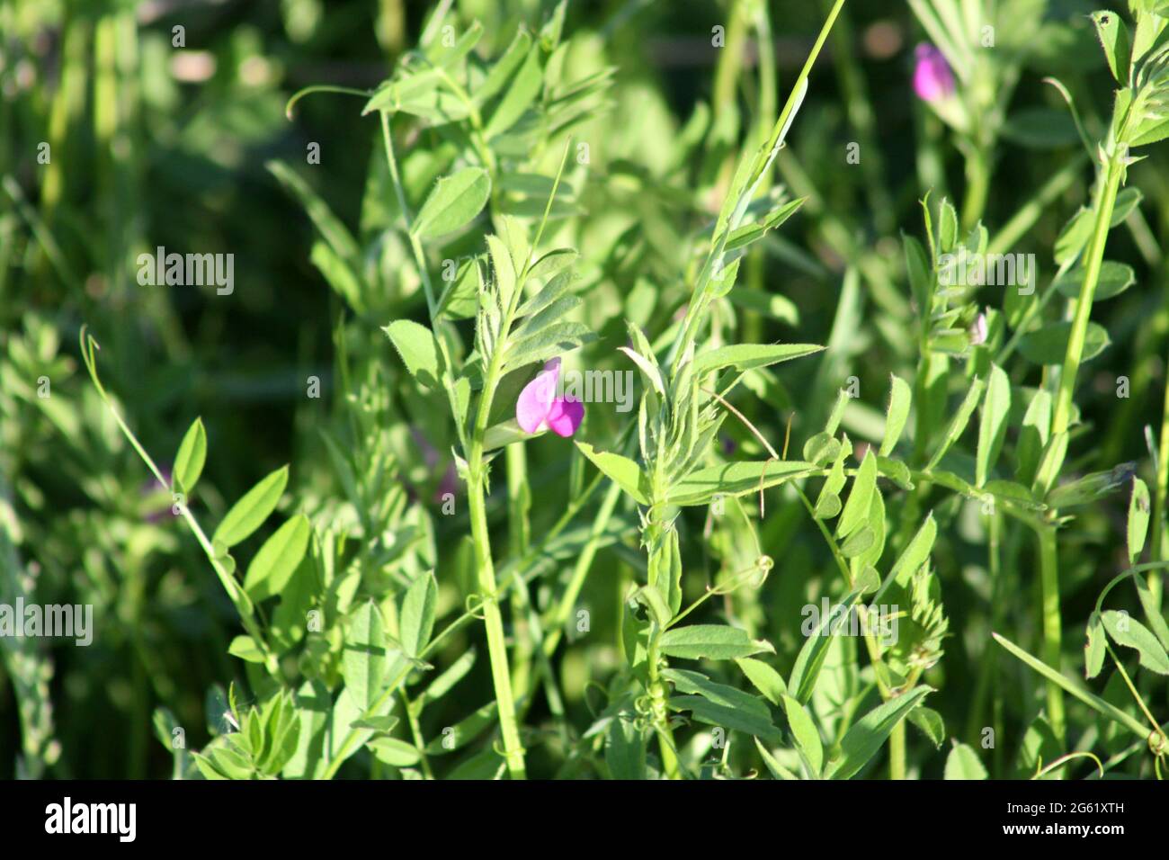 common vetch in bloom close-up with green background Stock Photo - Alamy