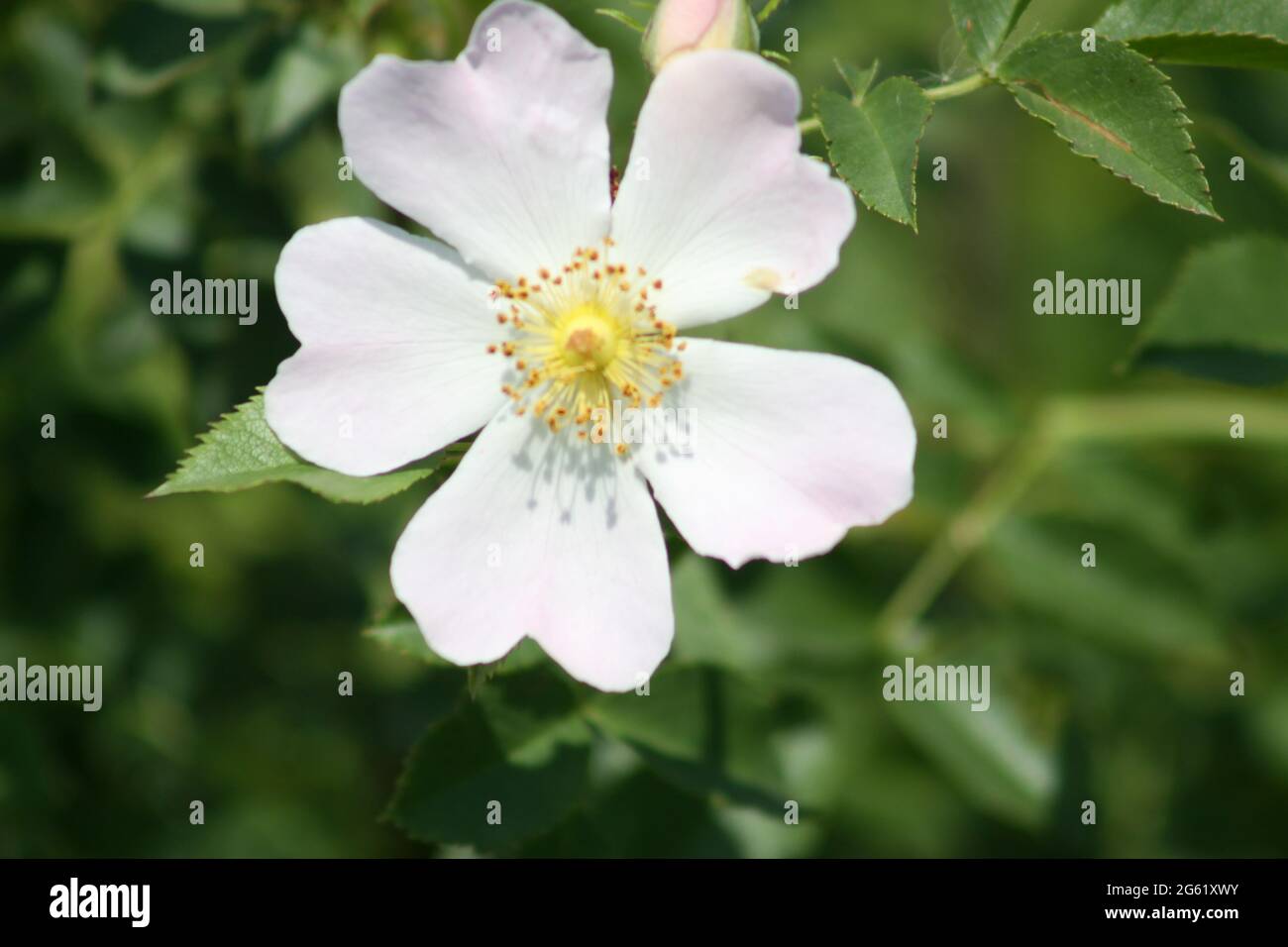 Dog rose in bloom close-up view with green leaves in background Stock ...
