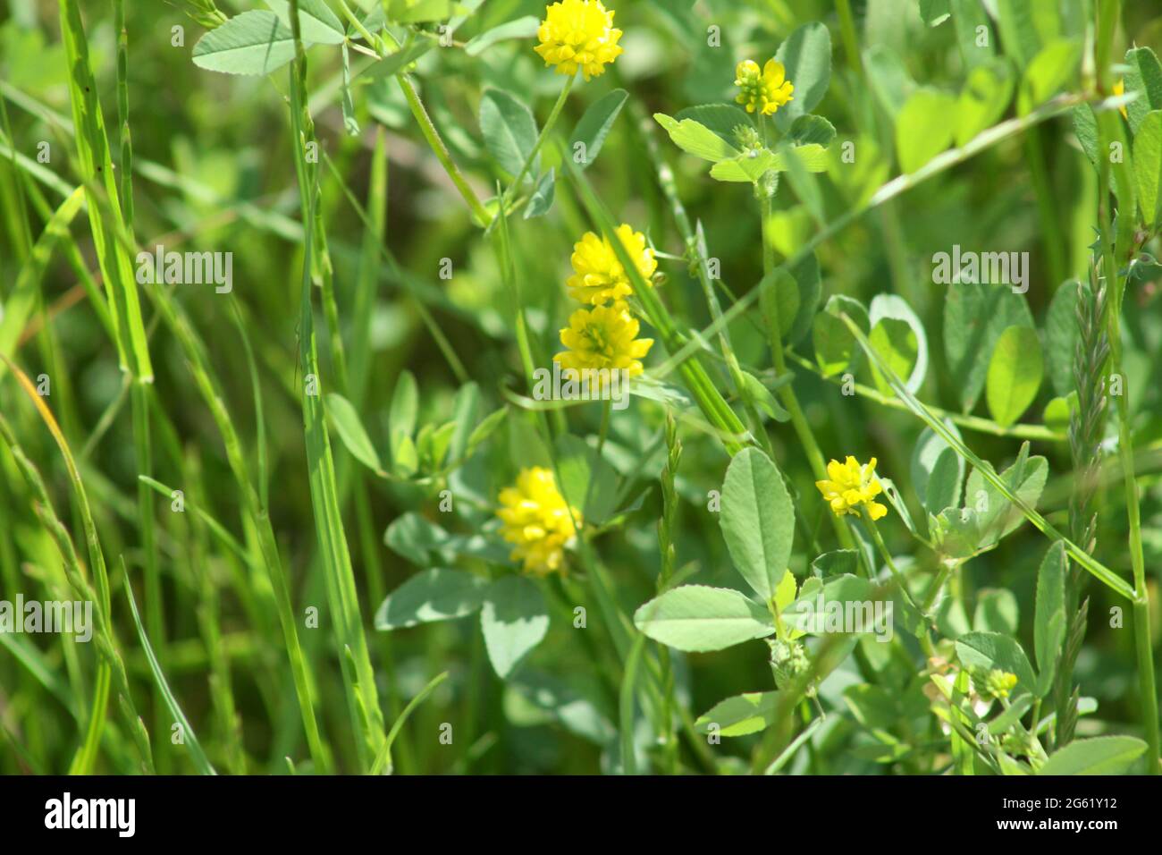 Hop trefoil in bloom close-up view selective focus Stock Photo
