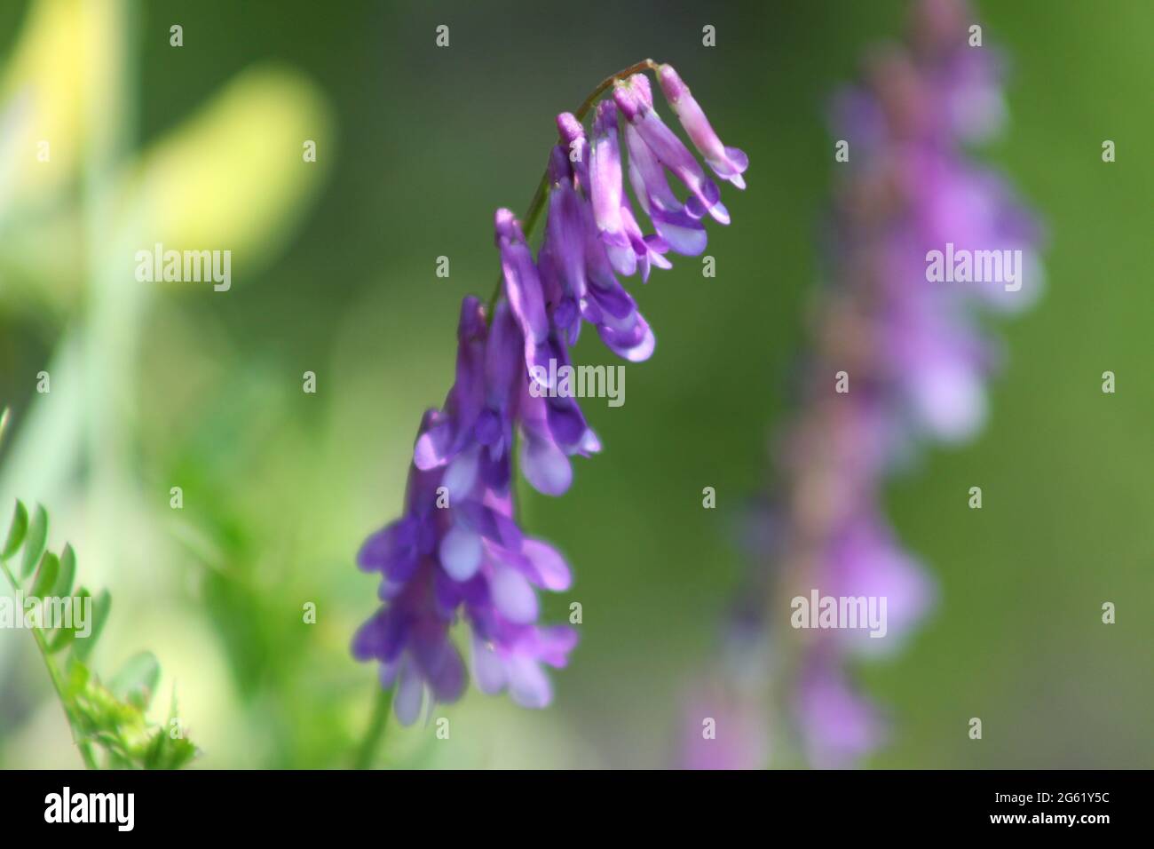 Vetch Bloom hairy vetch in bloom close-up with green background Stock Photo - Alamy
