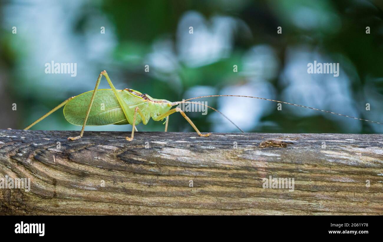 Common true katydid (Pterophylla camellifolia) - Homosassa, Florida