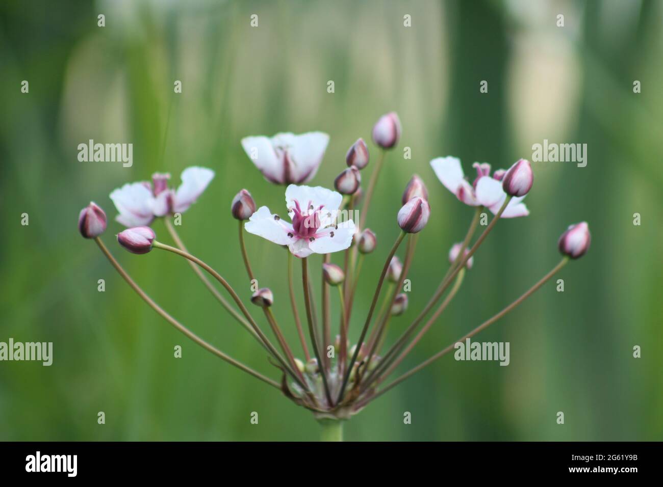 Flowering rush in bloom close-up view with green background Stock Photo