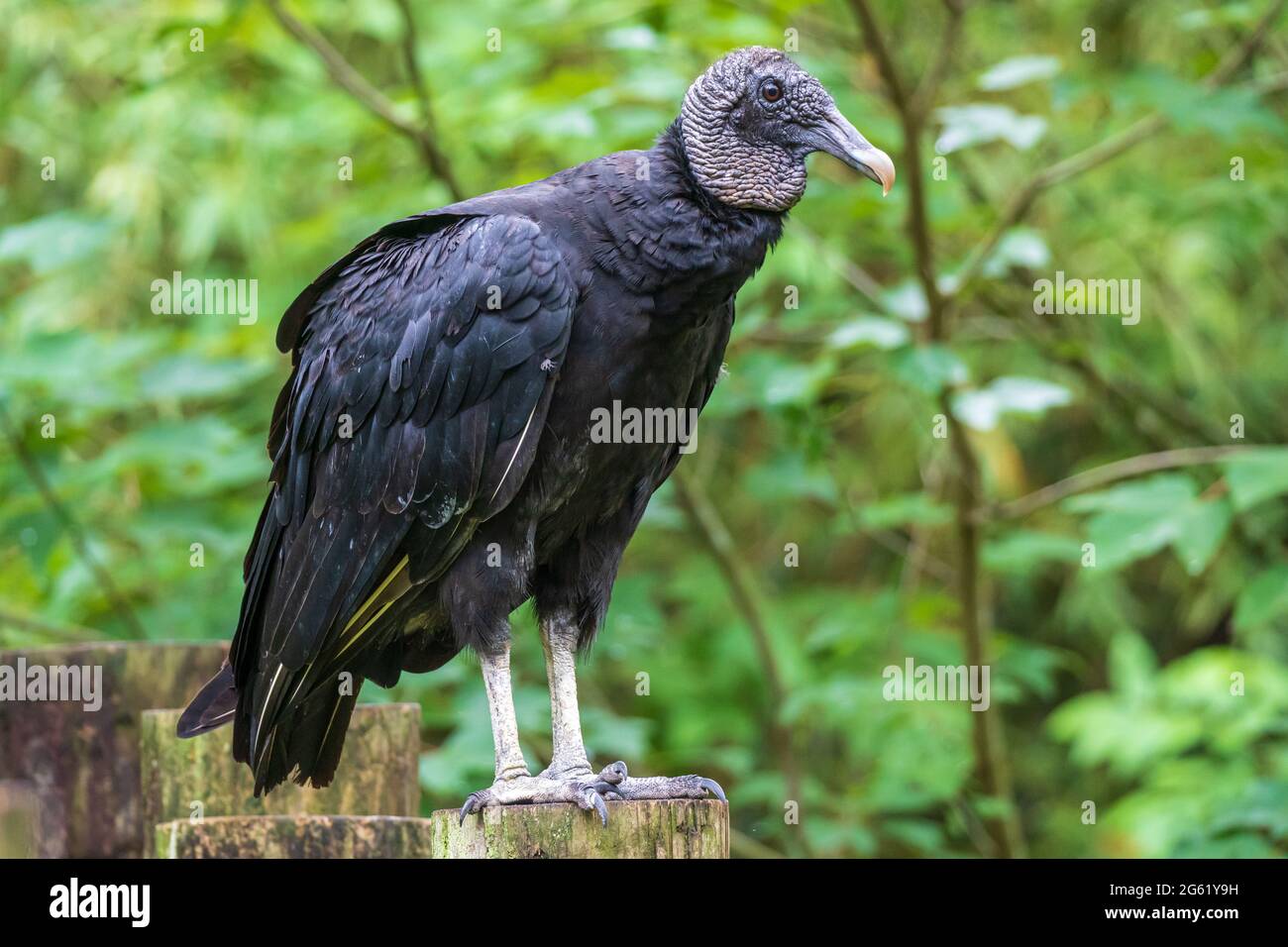 American black vulture (Coragyps atratus) - Homosassa, Florida, USA Stock Photo