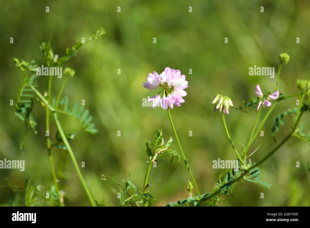 Common crownvetch in bloom close-up view with green background Stock Photo
