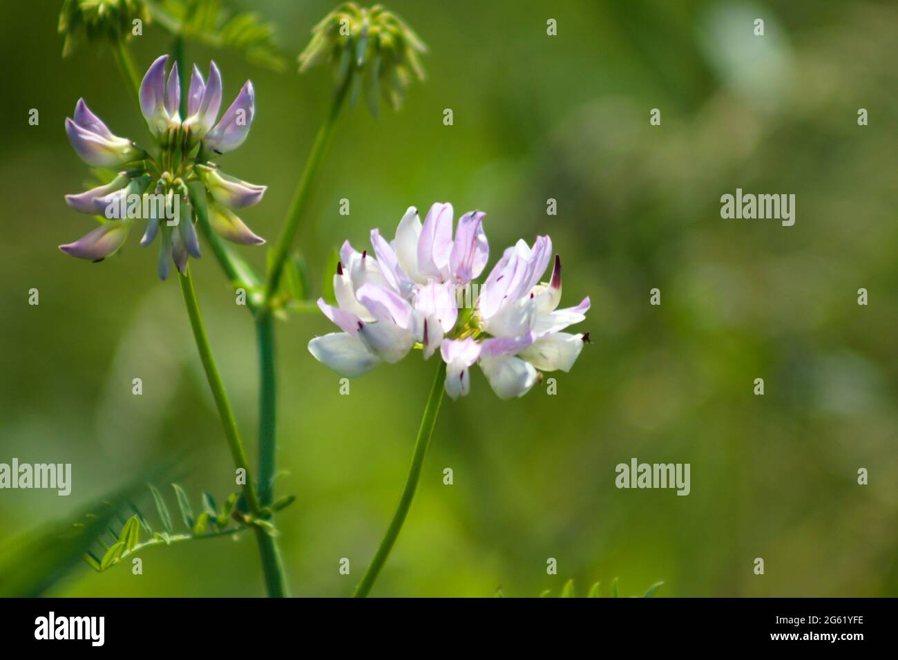 Common crownvetch in bloom close-up view with green background Stock Photo