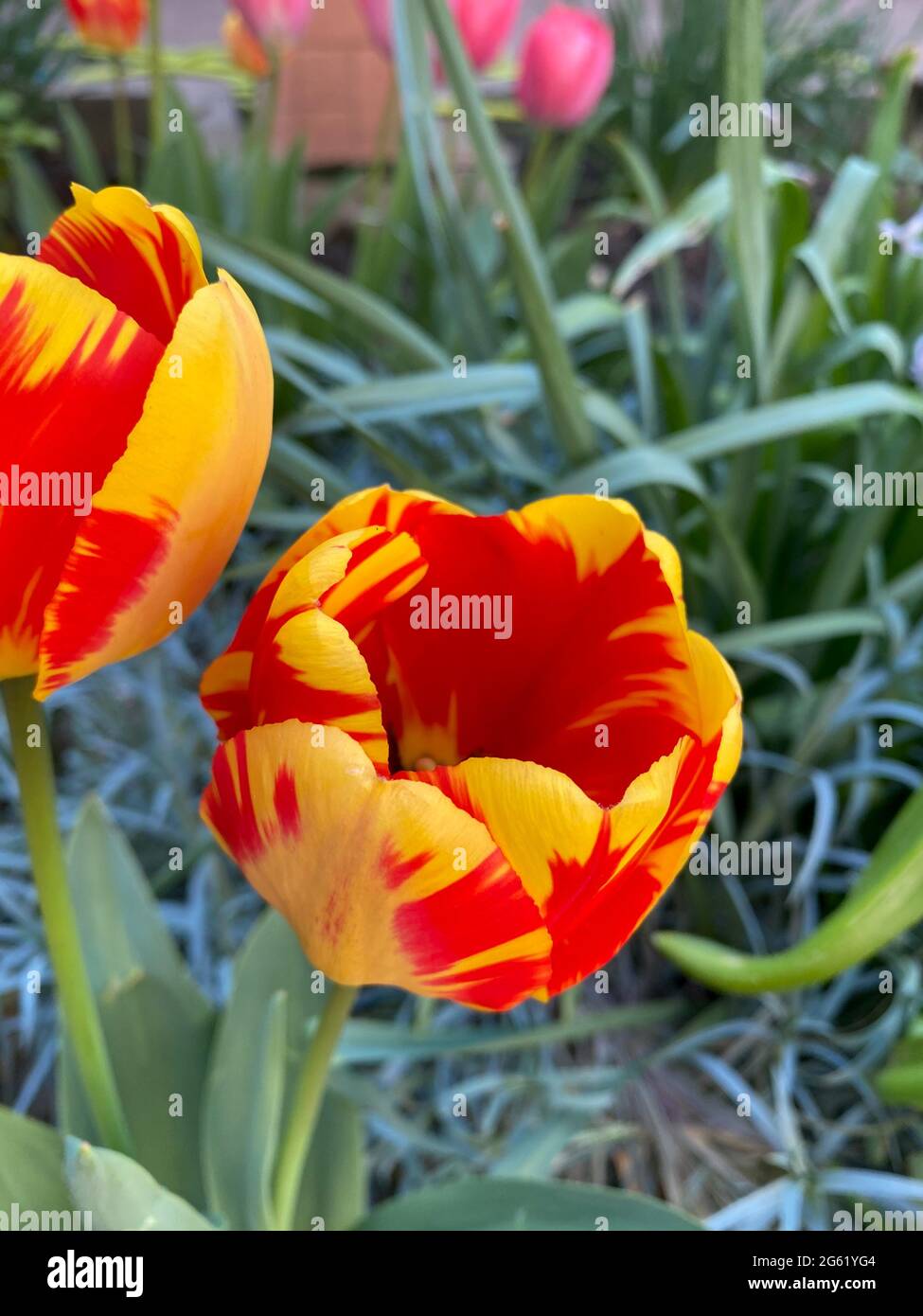 Red with yellow tulip in bloom close-up view of it Stock Photo