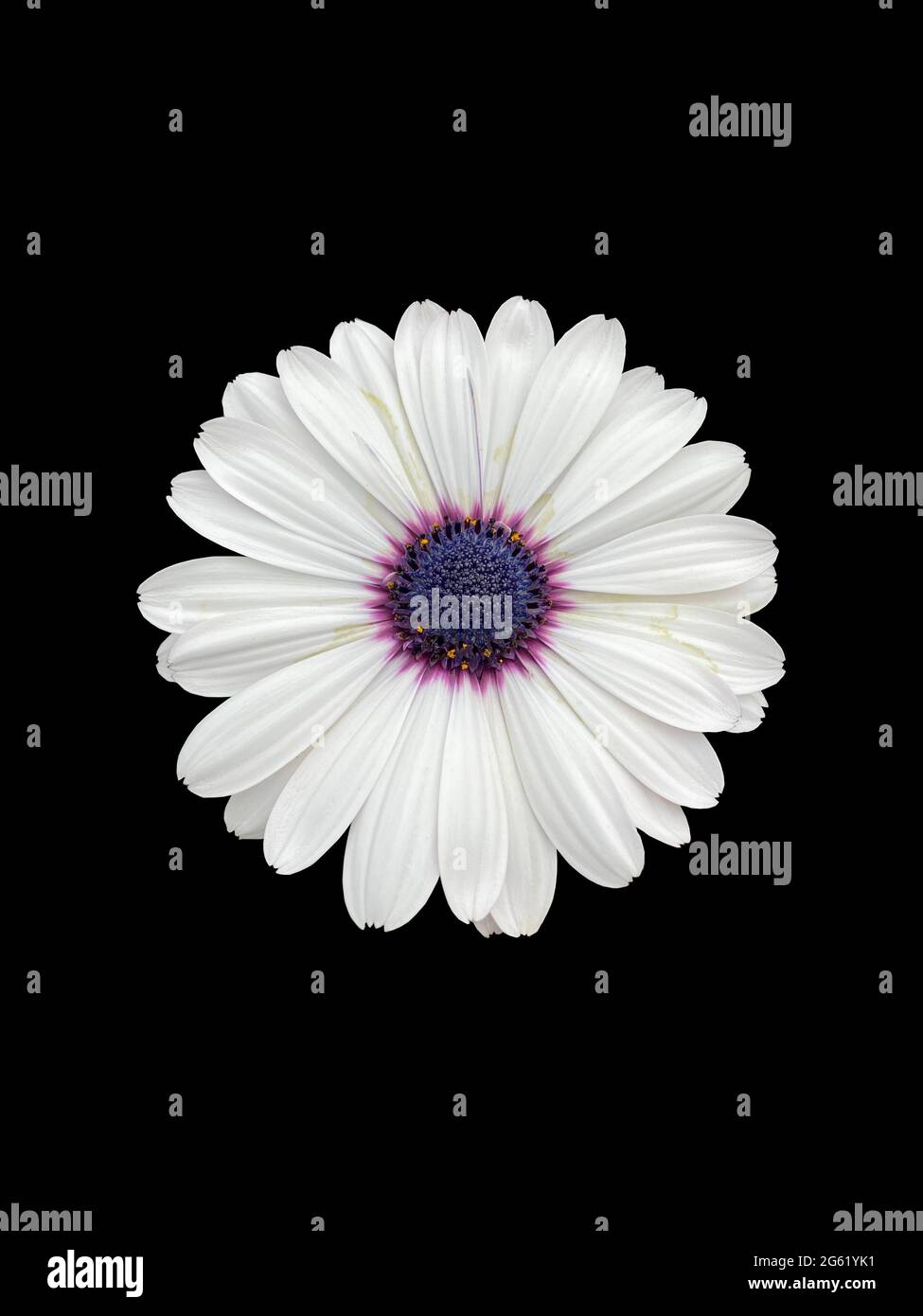 A cape marguerite in bloom close-up isolated on black background Stock Photo