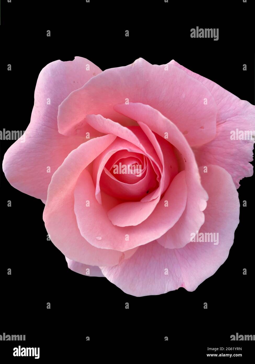 Big rose in bloom closeup isolated on black background Stock Photo Alamy