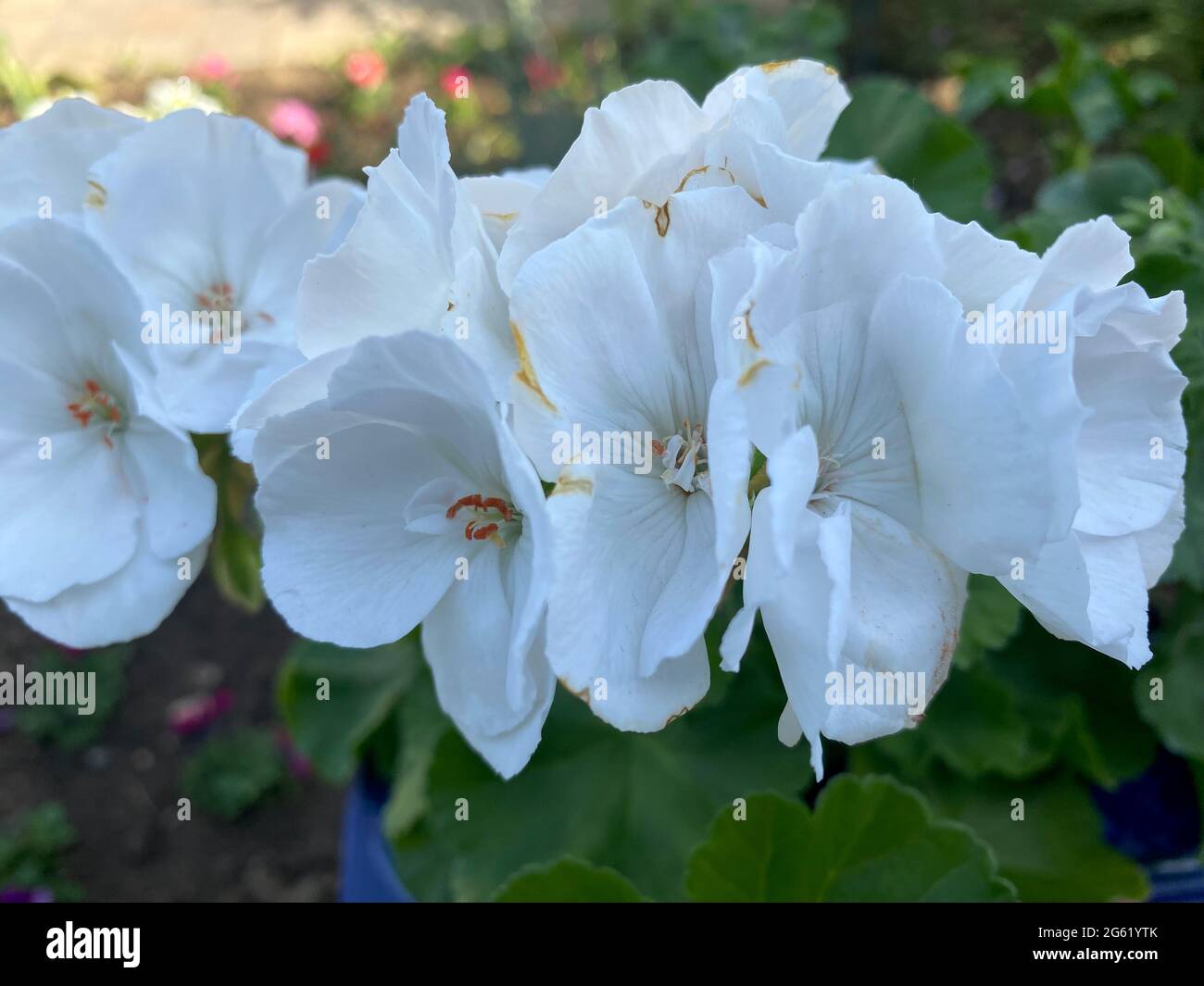 White horseshoe geranium in bloom close-up view of Stock Photo
