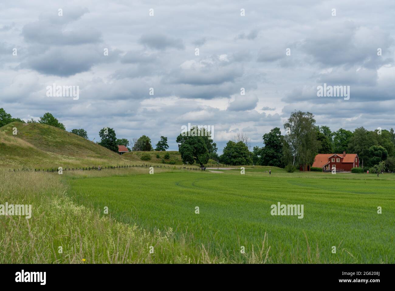 Tpical  Swedish countryside landscape with expansive wheat fields and red farmstead hosues Stock Photo