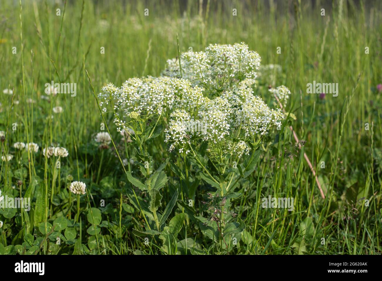 flowering plants of a hoary or white top cress with creamy white petals growing in a meadow Stock Photo