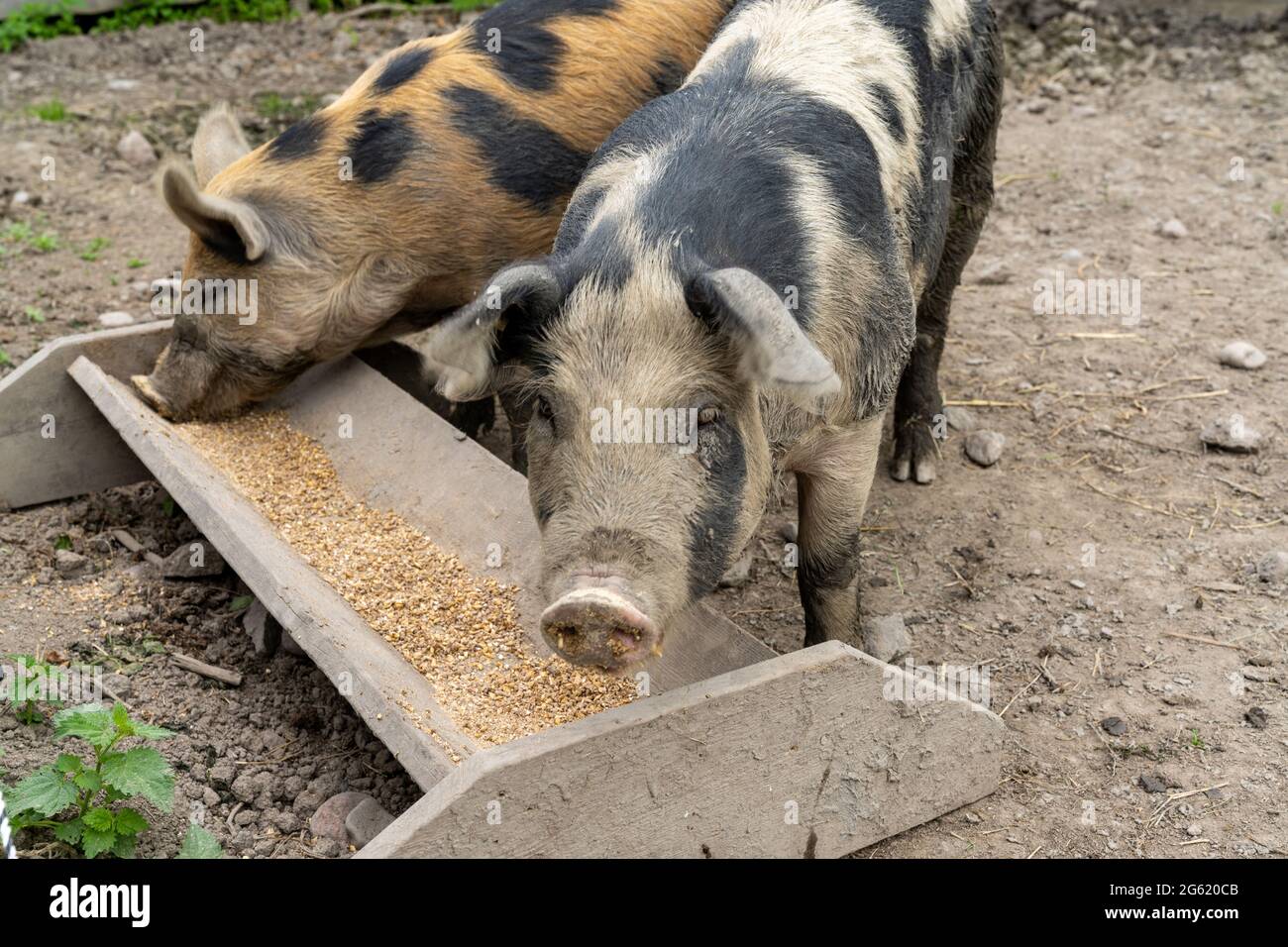 Close up of two adult Linderod pigs feeding at a trough in a pig sty Stock Photo