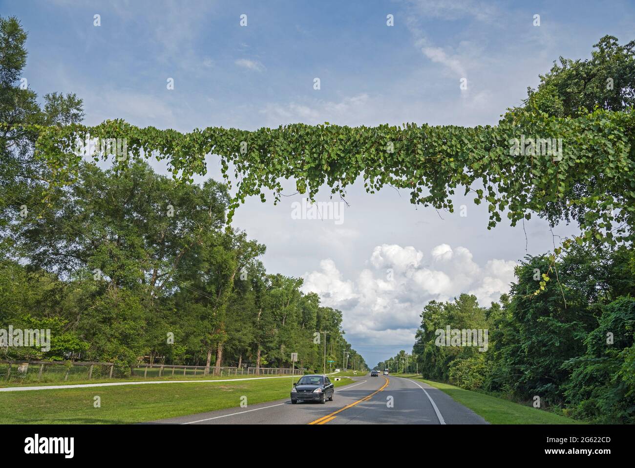 Vines creep across power line as traffic travels the highway below in North Central Florida. Stock Photo