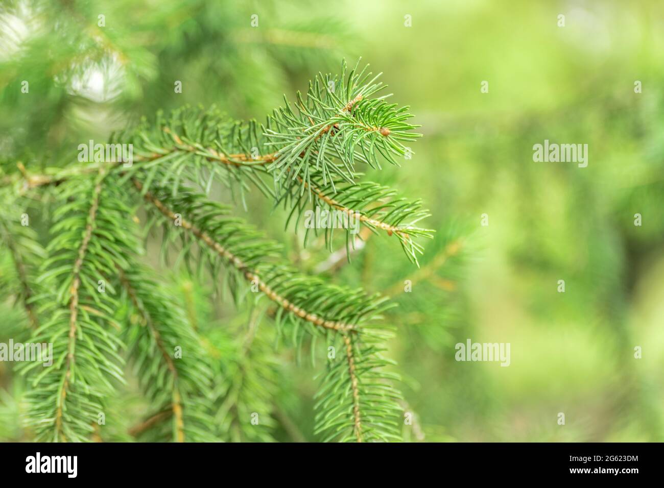 Beautiful pine branch with needles. Natural tree background. Stock Photo