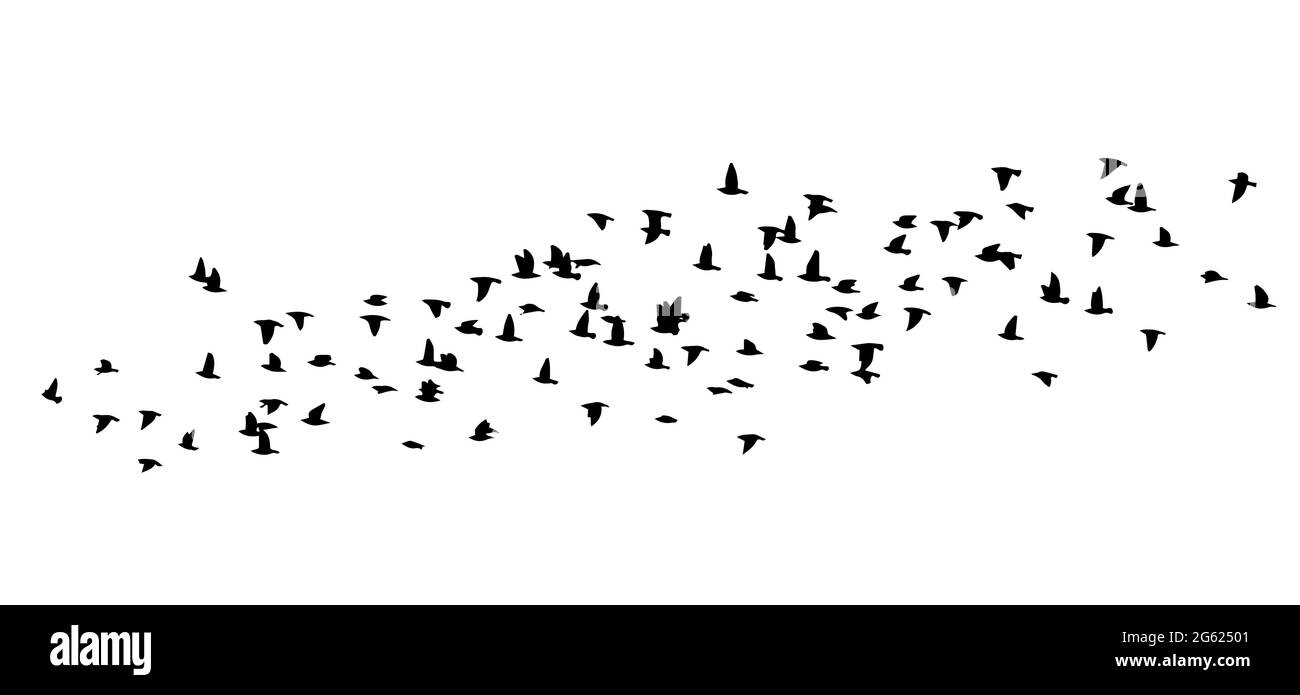 A flock of flying birds. Vector illustration Stock Vector Image & Art ...