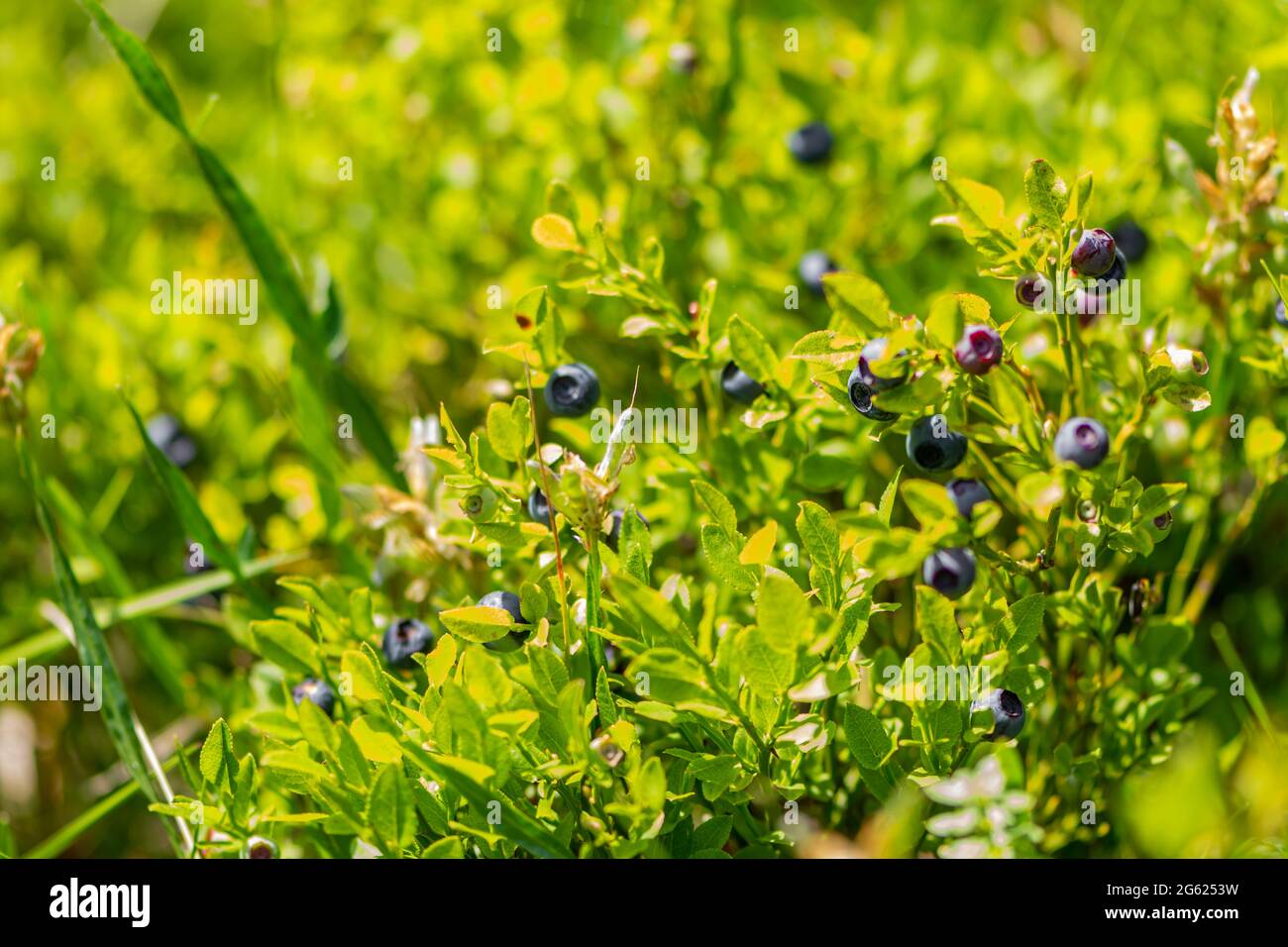 Wild blueberries in various stages of ripening Stock Photo - Alamy