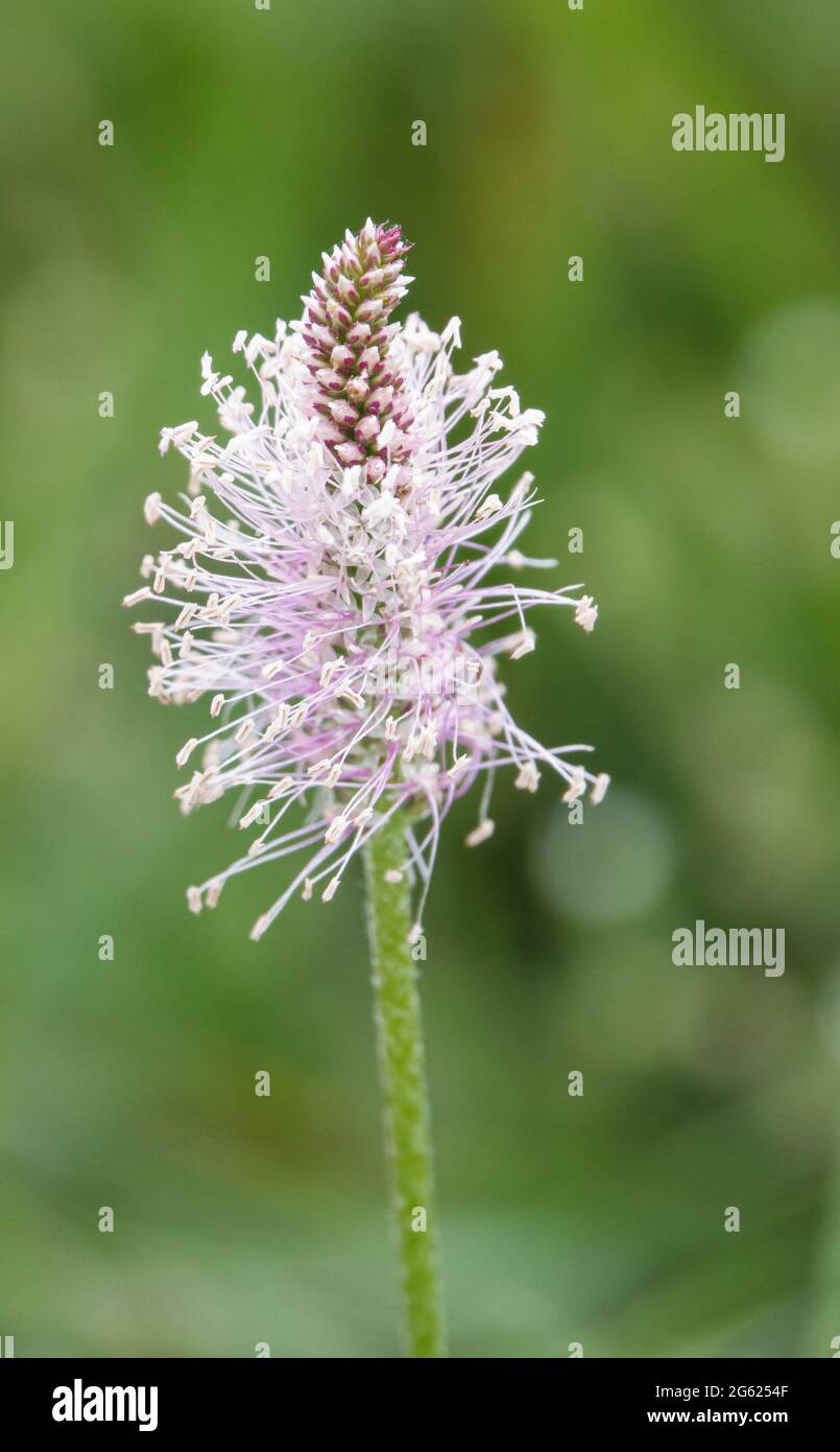 close up of a Hoary plantain (Plantago media) growing wild on the grasslands of Salisbury Plain, UK Stock Photo