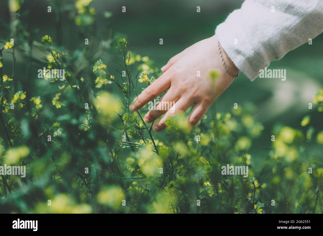 Close up hand of woman dressed in linen touching blossoming yellow wild flowers in a flower field Stock Photo