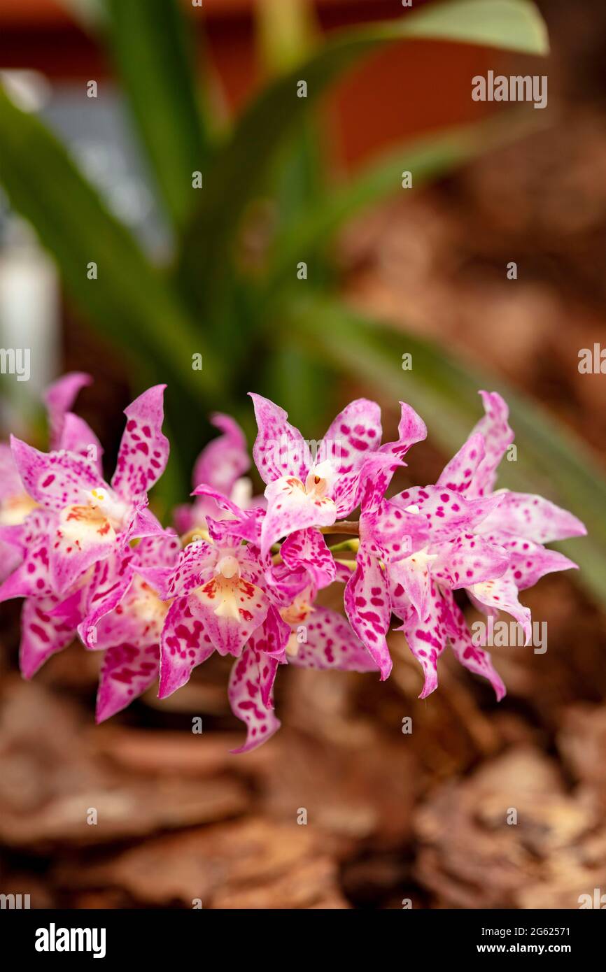 Dazzling Odontioda Heatonensis flower spike in full bloom Stock Photo