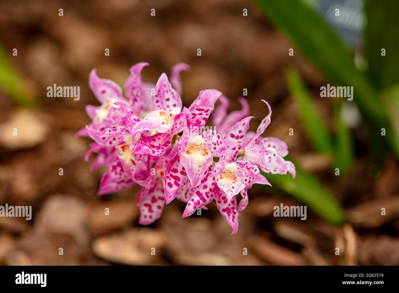 Dazzling Odontioda Heatonensis flower spike in full bloom Stock Photo